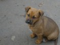 /album/fenykepgaleria/pici-kutyak-209-jpg/